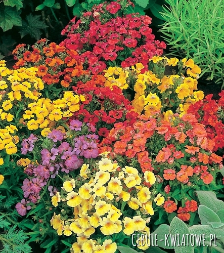 Nemezja Powabna Mieszanka