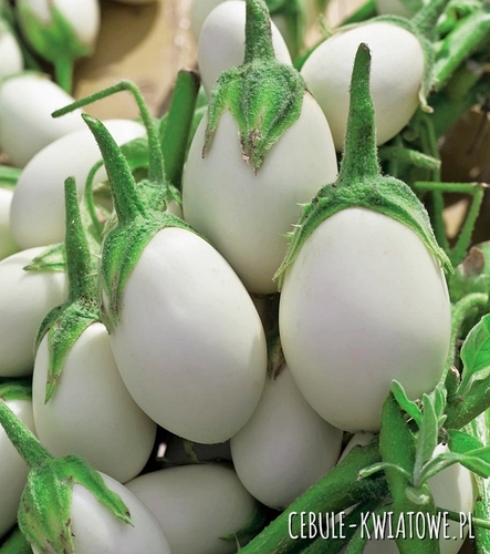 Oberżyna Golden Eggs - doniczkowa