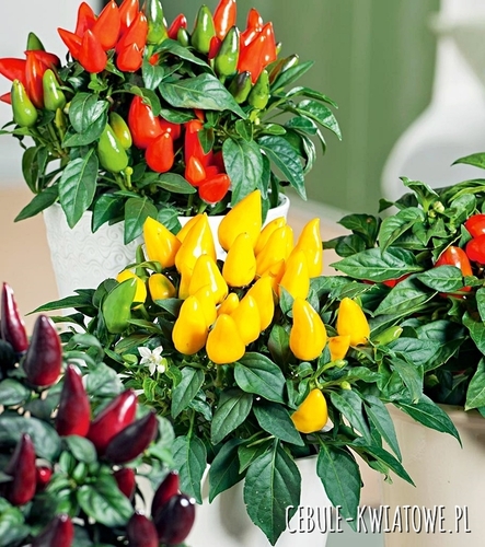 Papryka Ozdobna Mieszanka