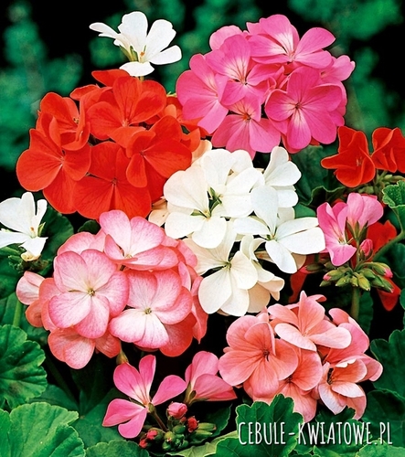 Pelargonia Rabatowa