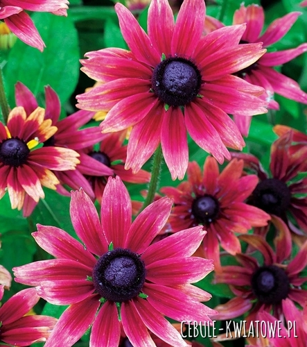 Rudbekia Cherry Brandy