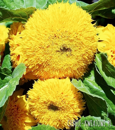 Słonecznik Ozdobny Karłowy Pełny Teddy Bear- żółty