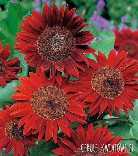 Słonecznik Ozdobny Red Sun czerwony