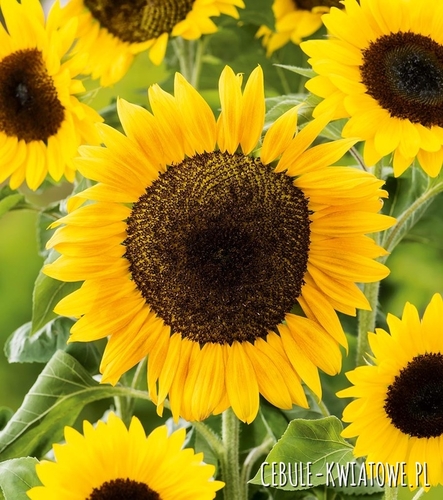 Słonecznik Ozdobny Taiyo na kwiat cięty