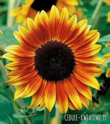 Słonecznik Ozdobny Twilight Zone