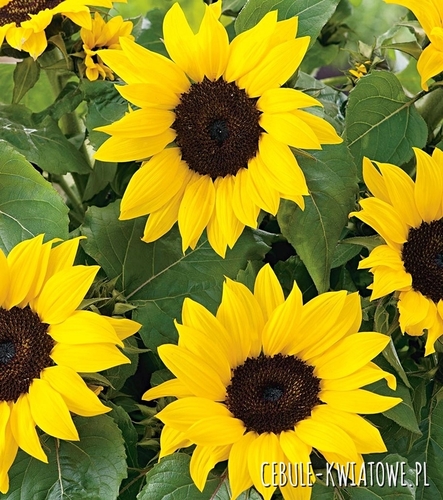 Słonecznik Ozdobny Karłowy Bambino