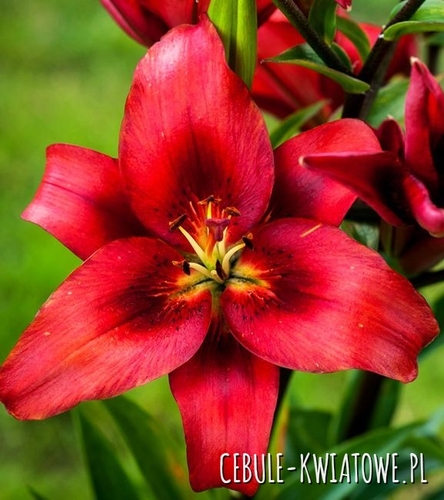 Lilia Orientalna Czerwona 1 szt.