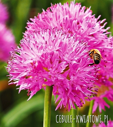 Allium  Czosnek Carolinianum 3 szt.