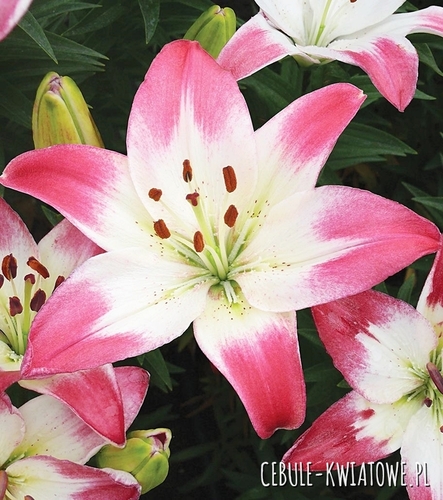 Lilia Azjatycka Dwukolorowa Lollypop 1 szt.