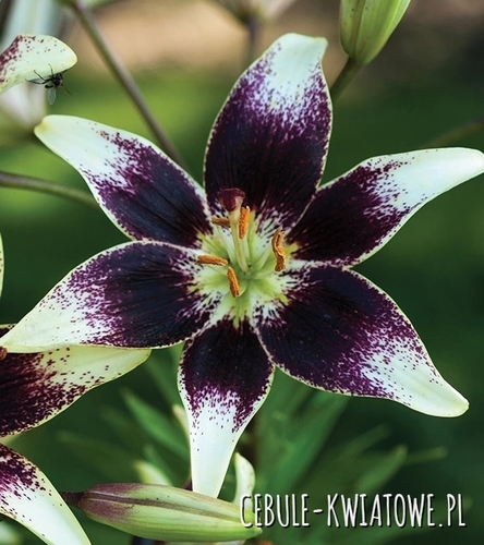 Lilia Azjatycka Dwukolorowa Netty'S Pride 1 szt.