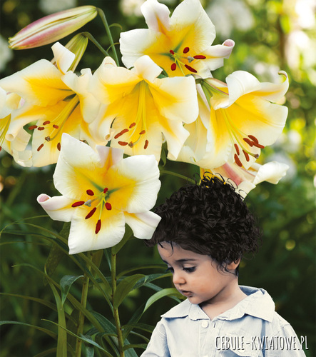 Lilia Drzewiasta Miss Peculiar 1 szt.