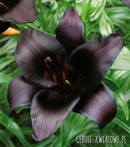 Lilia Azjatycka Nightrider 1 szt.