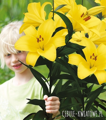 Lilia Drzewiasta Yellow Planet 1 szt.