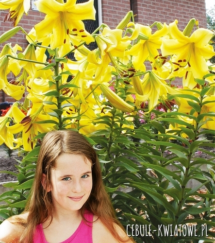 Lilia Drzewiasta Pontiac 1 szt.