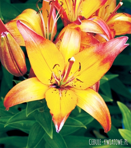 Lilia Azjatycka Dwukolorowa Linda 1 szt.