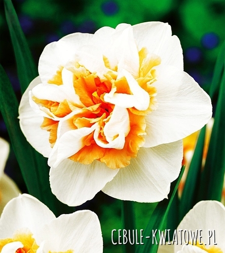 Narcyz Pełny Delnashaugh 3 szt.