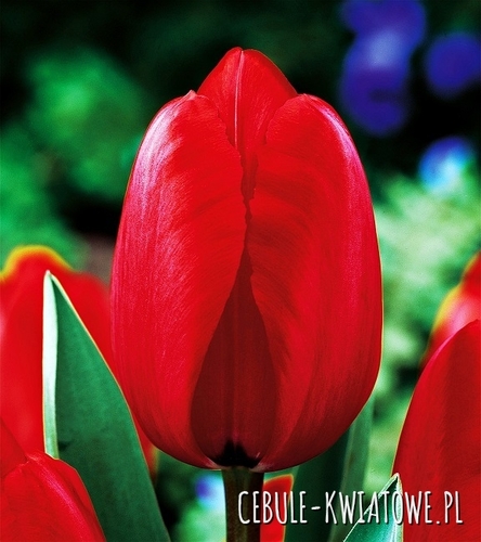 Tulipan Darwina Red Impression 5 szt.