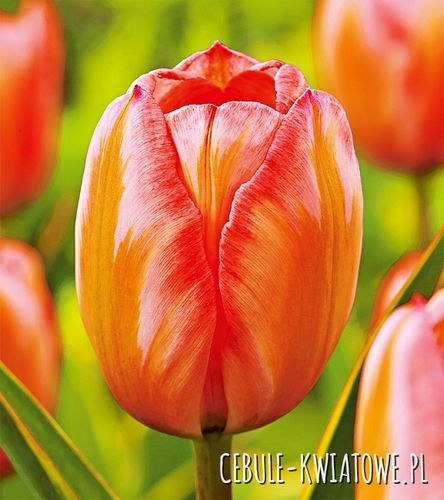 Tulipan Darwina Design Impression 5 szt.
