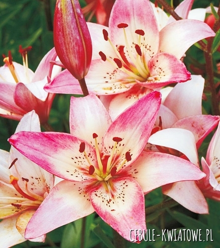 Lilia Azjatycka Dwukolorowa Rosella'S Dream 1 szt.