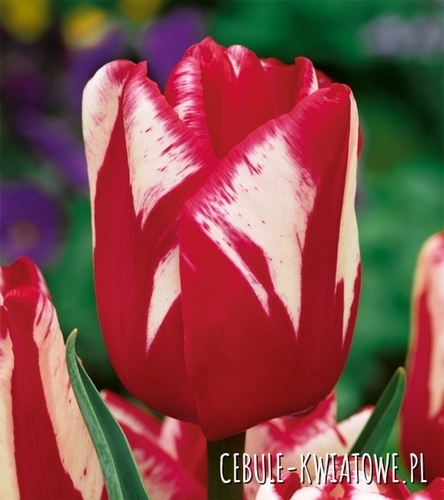 Tulipan Triumph Cordell Hull 5 szt.