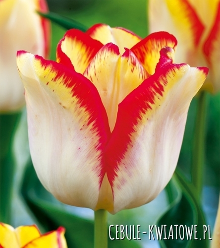 Tulipan Triumph Aquarel 5 szt.