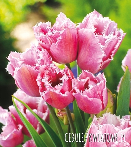 Tulipan Wielkokwiatowy Strzępiasty Fringed Family 5 szt