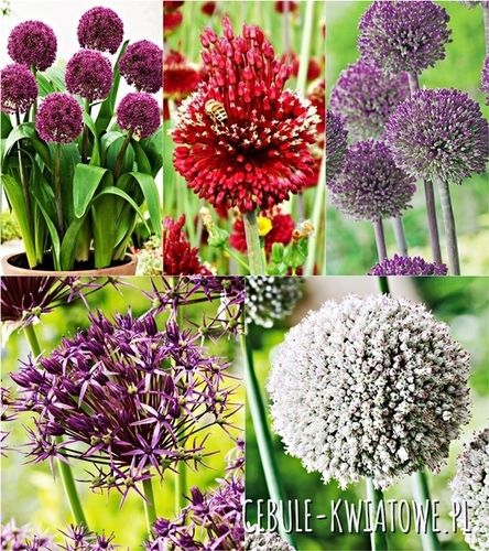 Zestaw Allium Czosnek Ozdobny 10/12