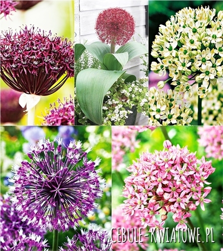 Zestaw Allium Czosnek Ozdobny 1