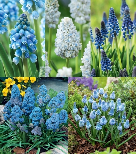 Zestaw Muscari - Szafirek 4