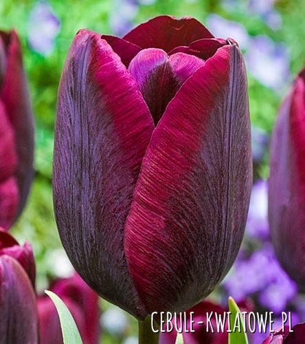 Tulipan Bordowy 50 szt.