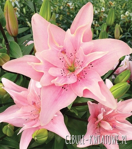 Lilia Azjatycka Podwójna Elodie 1 szt.