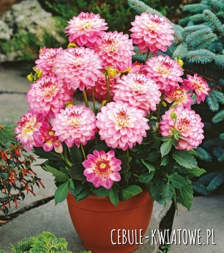 Dahlia - Dalia Melody Dixie 1 szt.