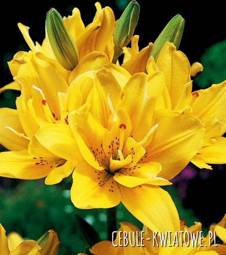 Lilia Azjatycka Podwójna Fata Morgana 1 szt.