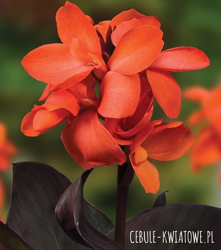 Canna Kanna Doniczkowa Niska Happy Wilma 1 szt.