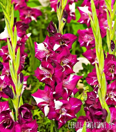 Gladiolus Mieczyk Wielkokwiatowy Dared 5 szt.
