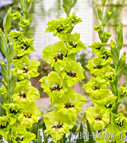 Gladiolus Mieczyk Wielkokwiatowy Fergie 5 szt.