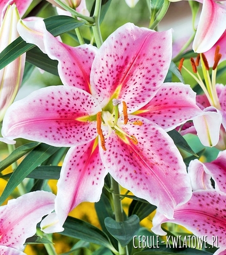 Lilia Orientalna Stargazer 1 szt.