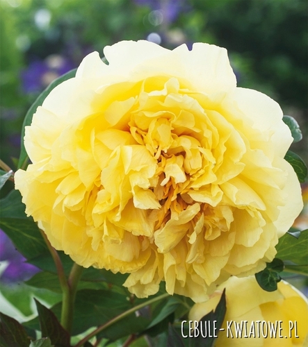 Piwonia Drzewiasta Yellow Crown 1 szt.