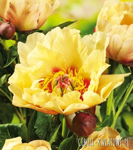 Piwonia Drzewiasta Prairie Charm 1 szt.