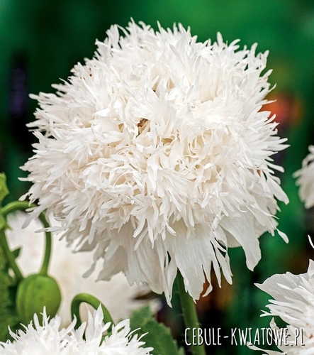Papaver Orientalis-Mak Wschodni Miss Piggy 1 szt.