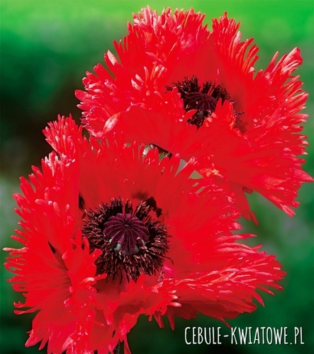 Papaver Orientalis-Mak Wschodni Turkenlouis 1 szt.
