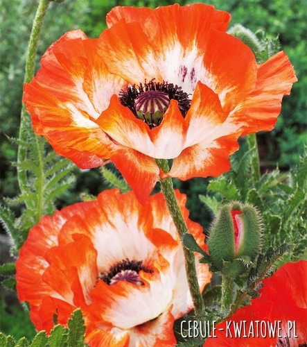 Papaver Orientalis-Mak Wschodni Picotee 1 szt.