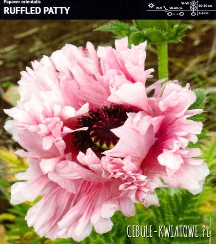 Papaver Orientalis-Mak Wschodni Ruffled Patty 1 szt.