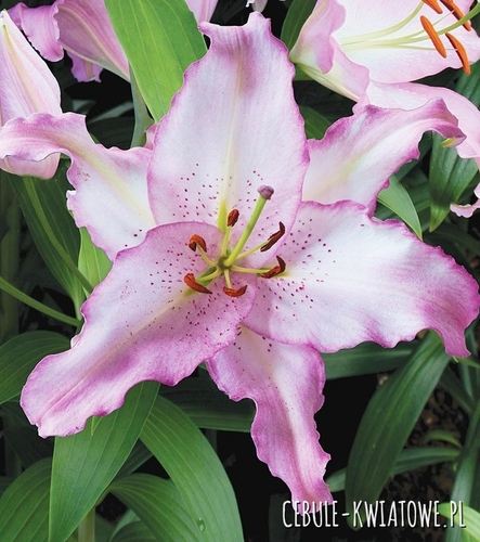 Lilia Orientalna Brasilia 1 szt.