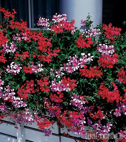 Pelargonia Zwisająca Speedy Mixed