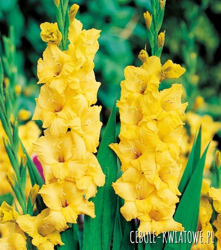 Gladiolus-Mieczyk Żółty 5 szt.