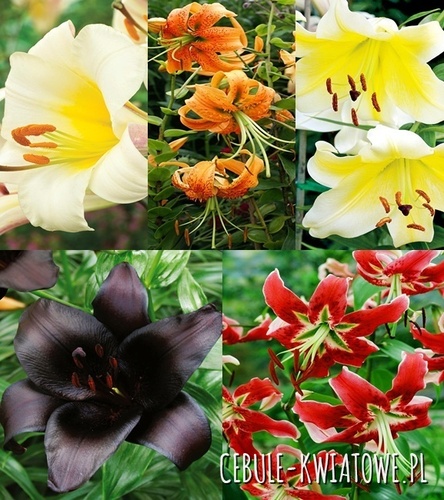 Zestaw Lilia -Turkish Cup 16/18