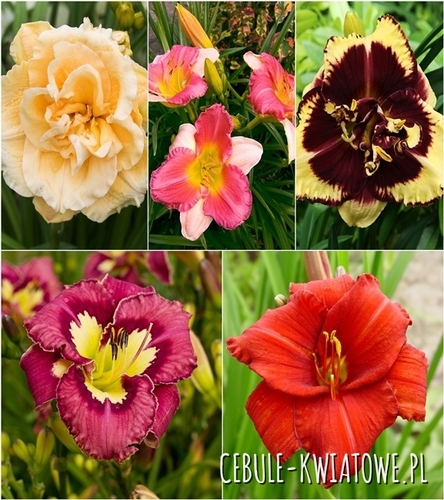 Zestaw Hemerocallis-Liliowiec 7 I wybór