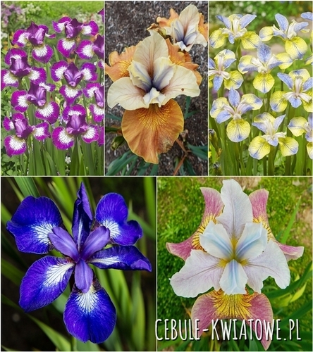 Zestaw Irys Syberyjski I wybór