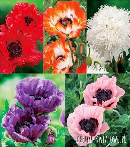 Zestaw Papaver - Mak Wschodni